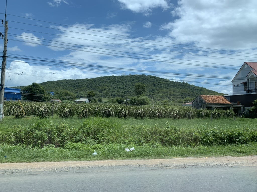 Dragonfruit field by the road